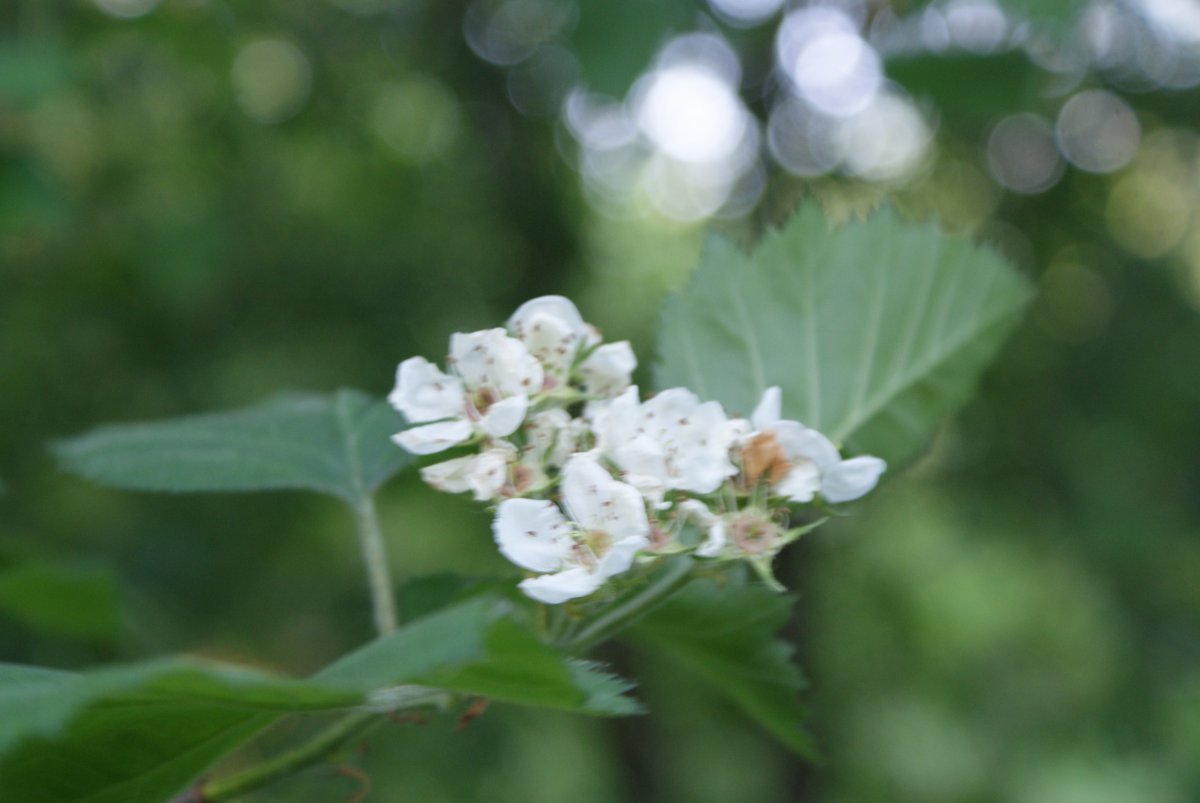 Боярышник мягковатый - фото 8