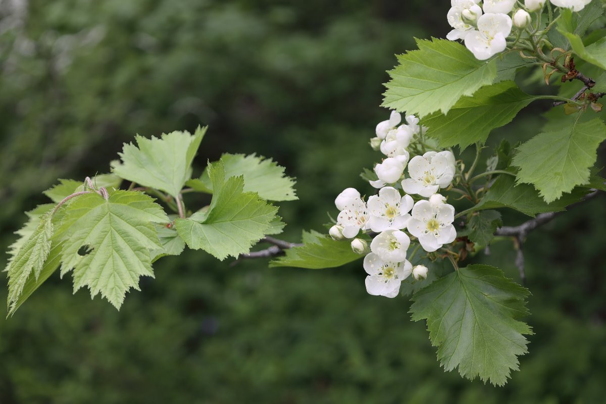 Боярышник мягковатый - фото 4