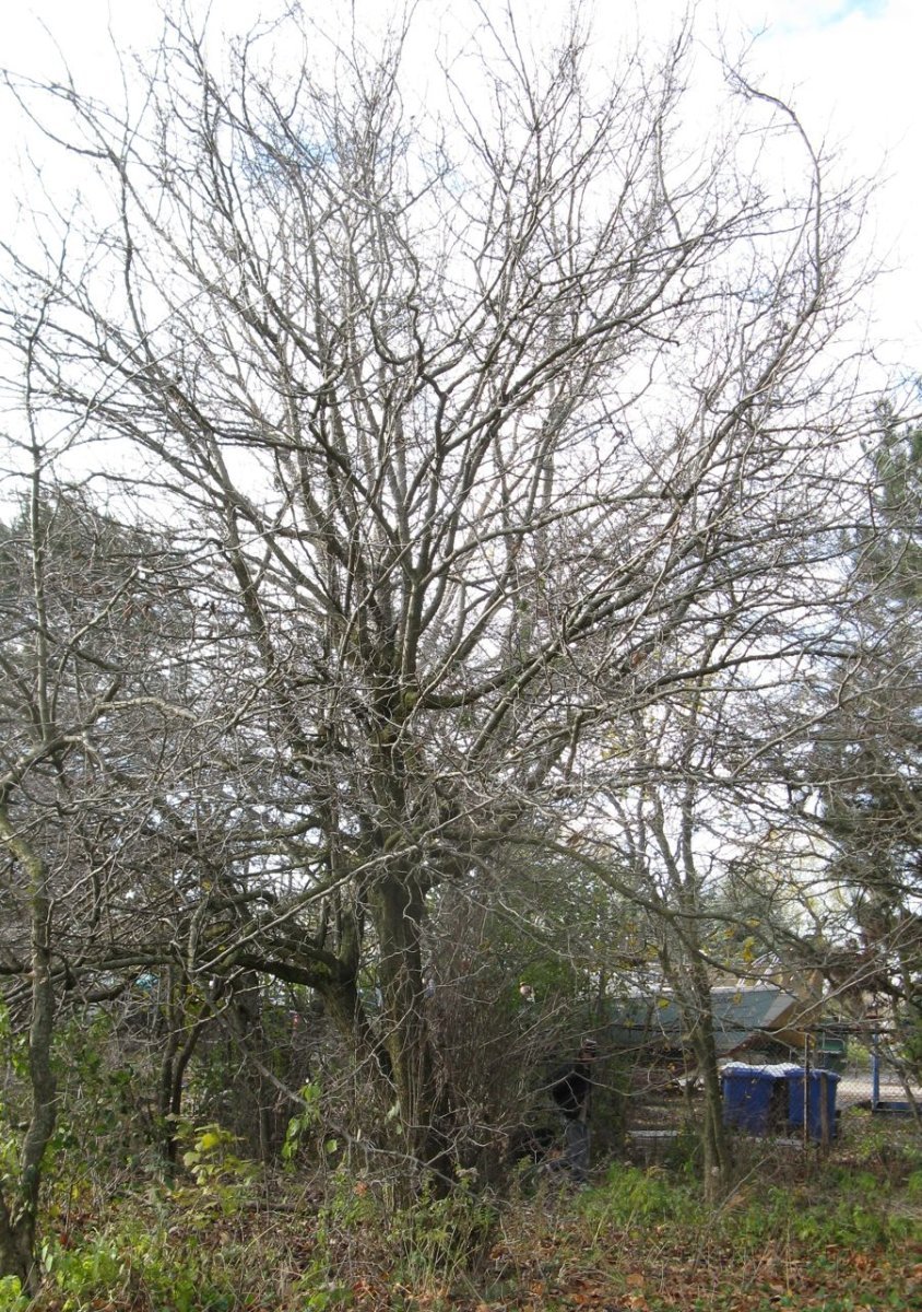 Боярышник мягковатый - фото 3