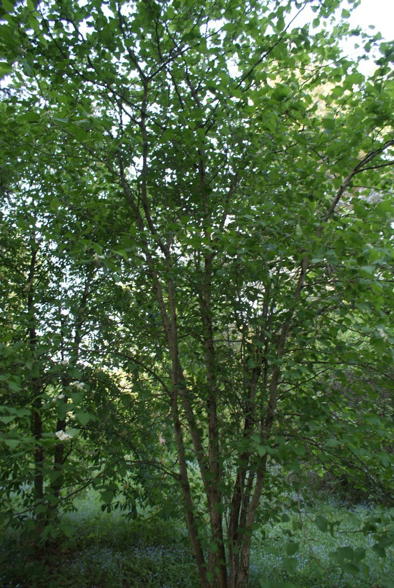 Боярышник мягковатый - фото 7