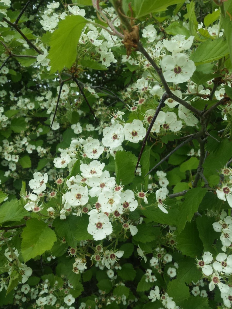 Боярышник мягковатый - фото 2