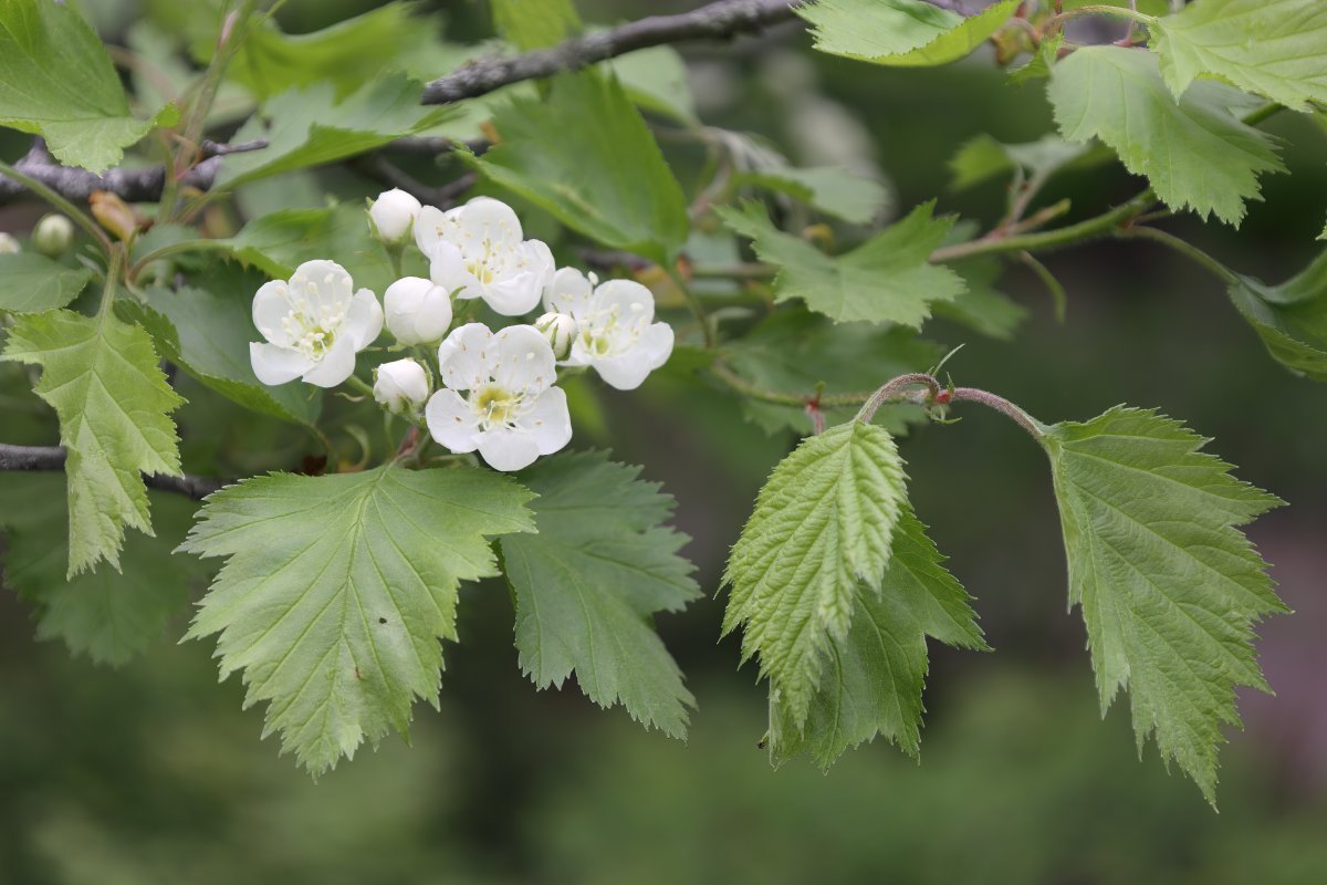 Боярышник мягковатый - фото 5