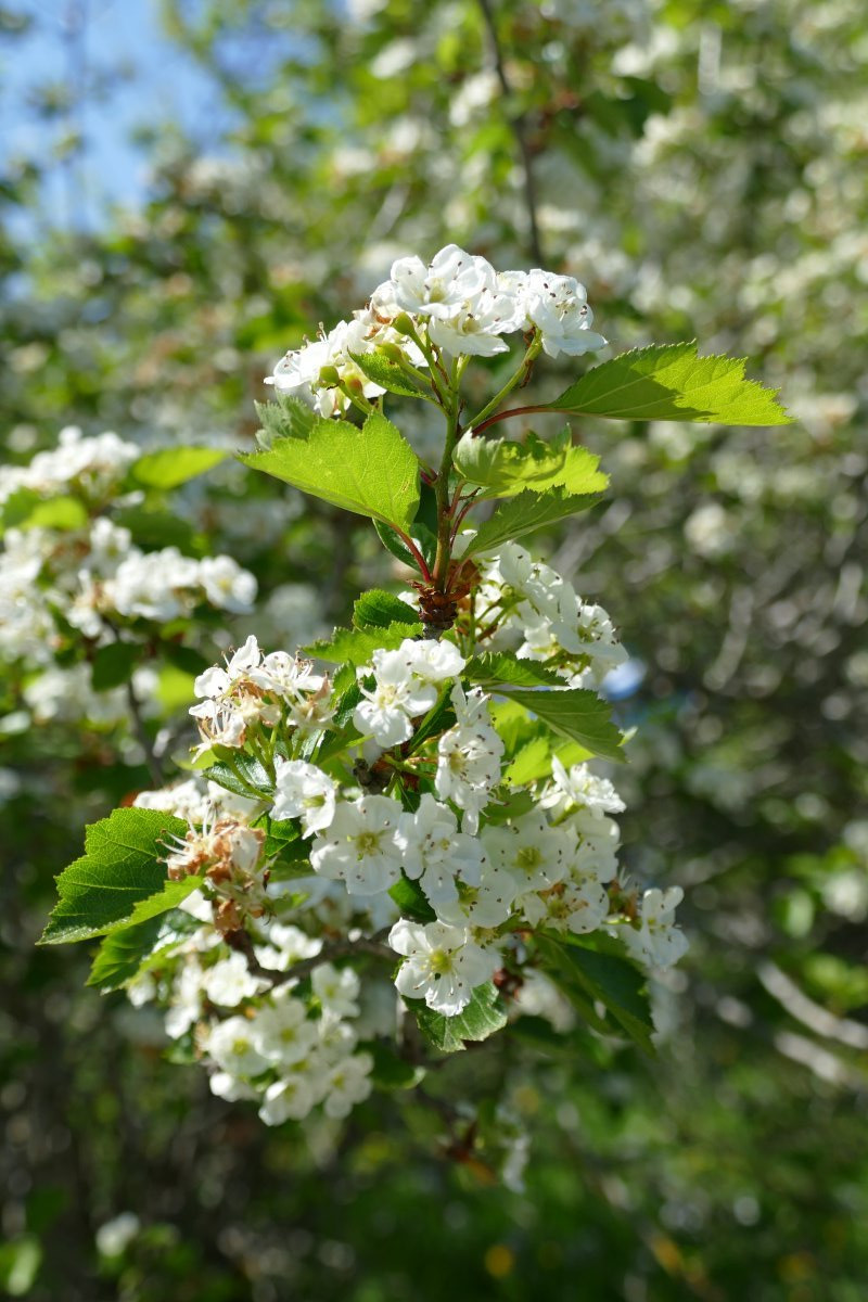 Боярышник веерный