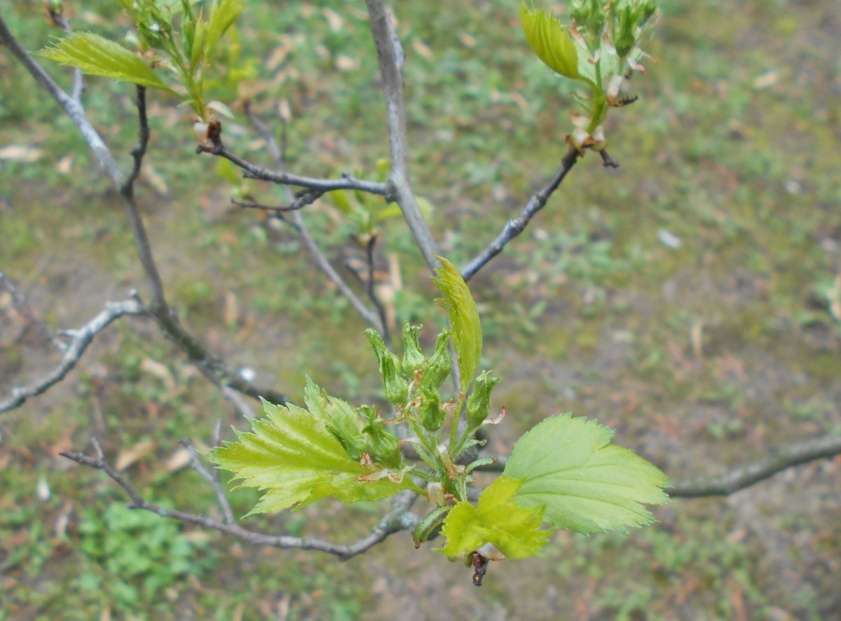 Боярышник веерный - фото 5