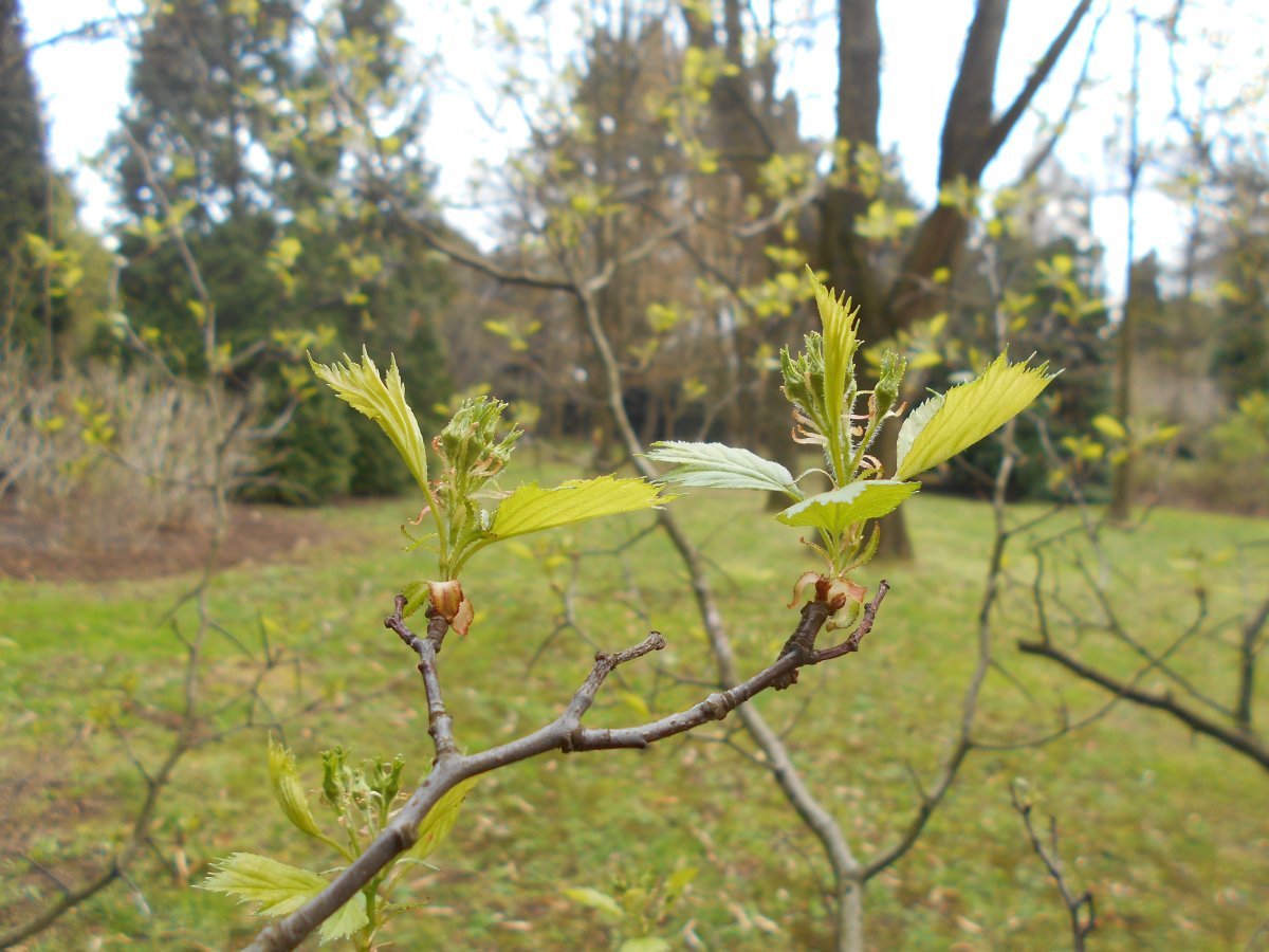 Боярышник веерный - фото 8