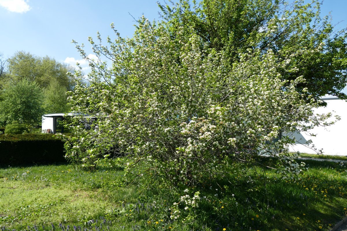 Боярышник веерный - фото 2