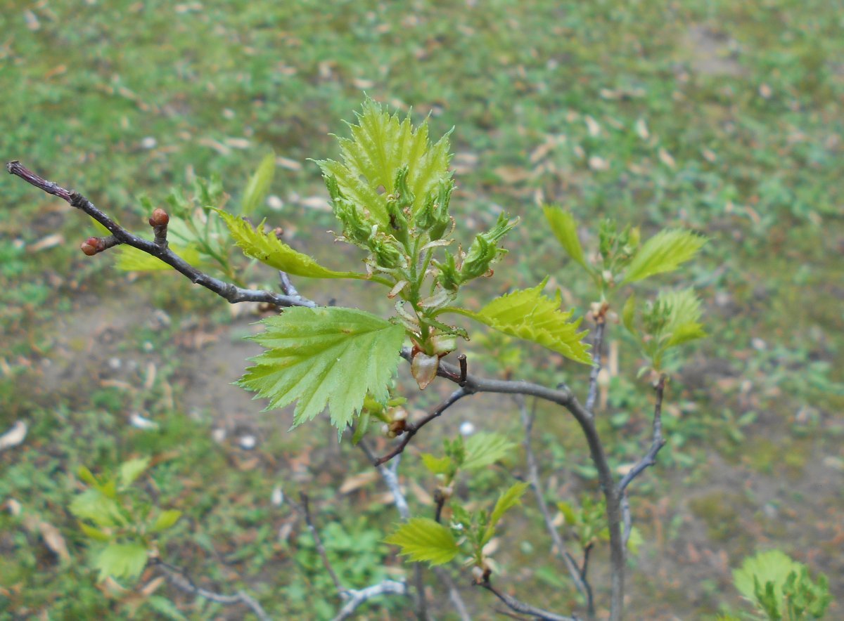 Боярышник веерный - фото 6