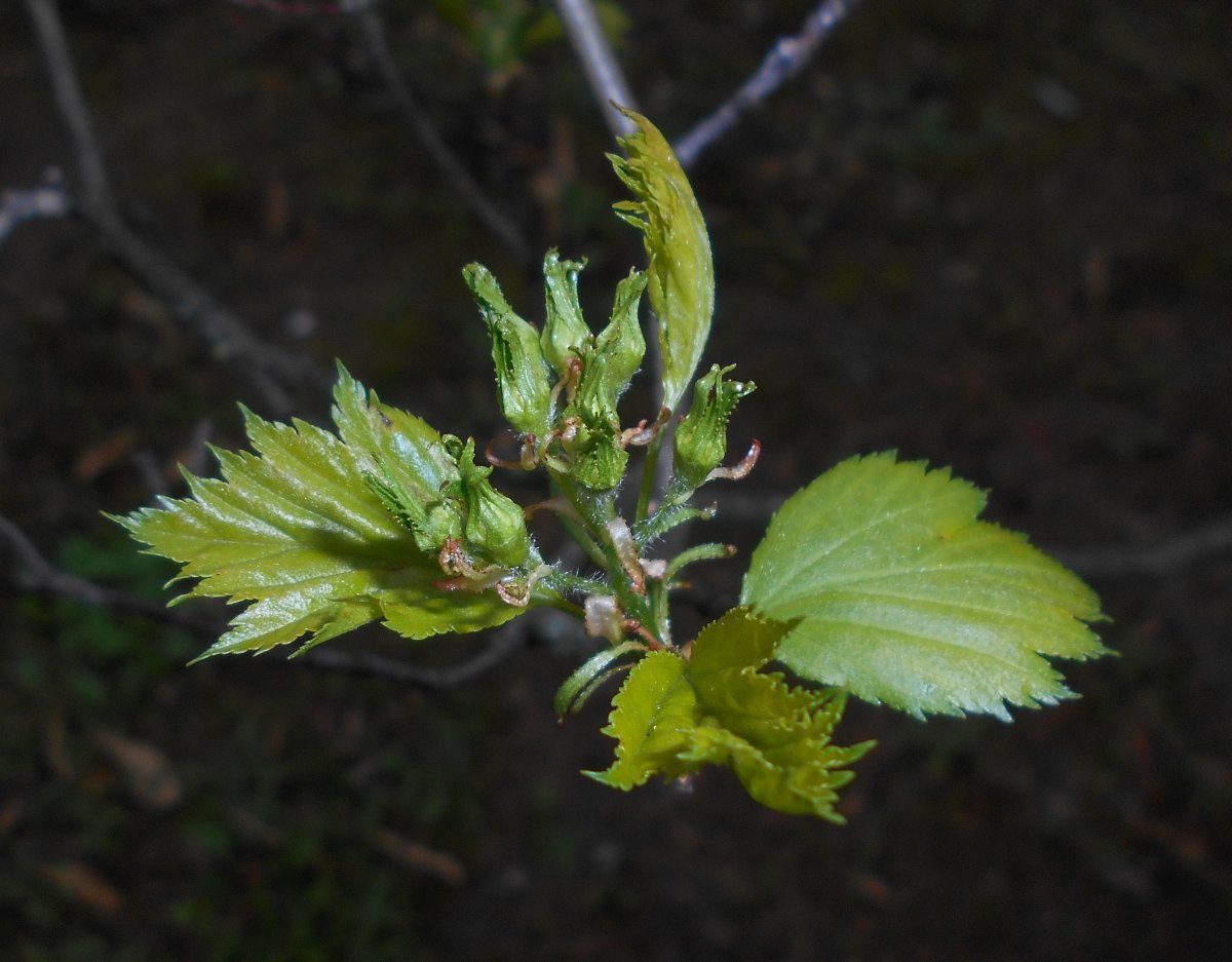 Боярышник веерный - фото 7