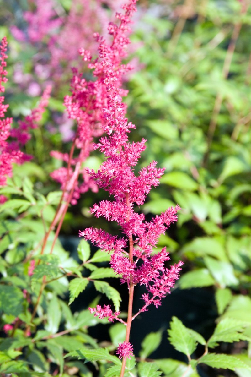 Астильба Арендса белая - фото 11