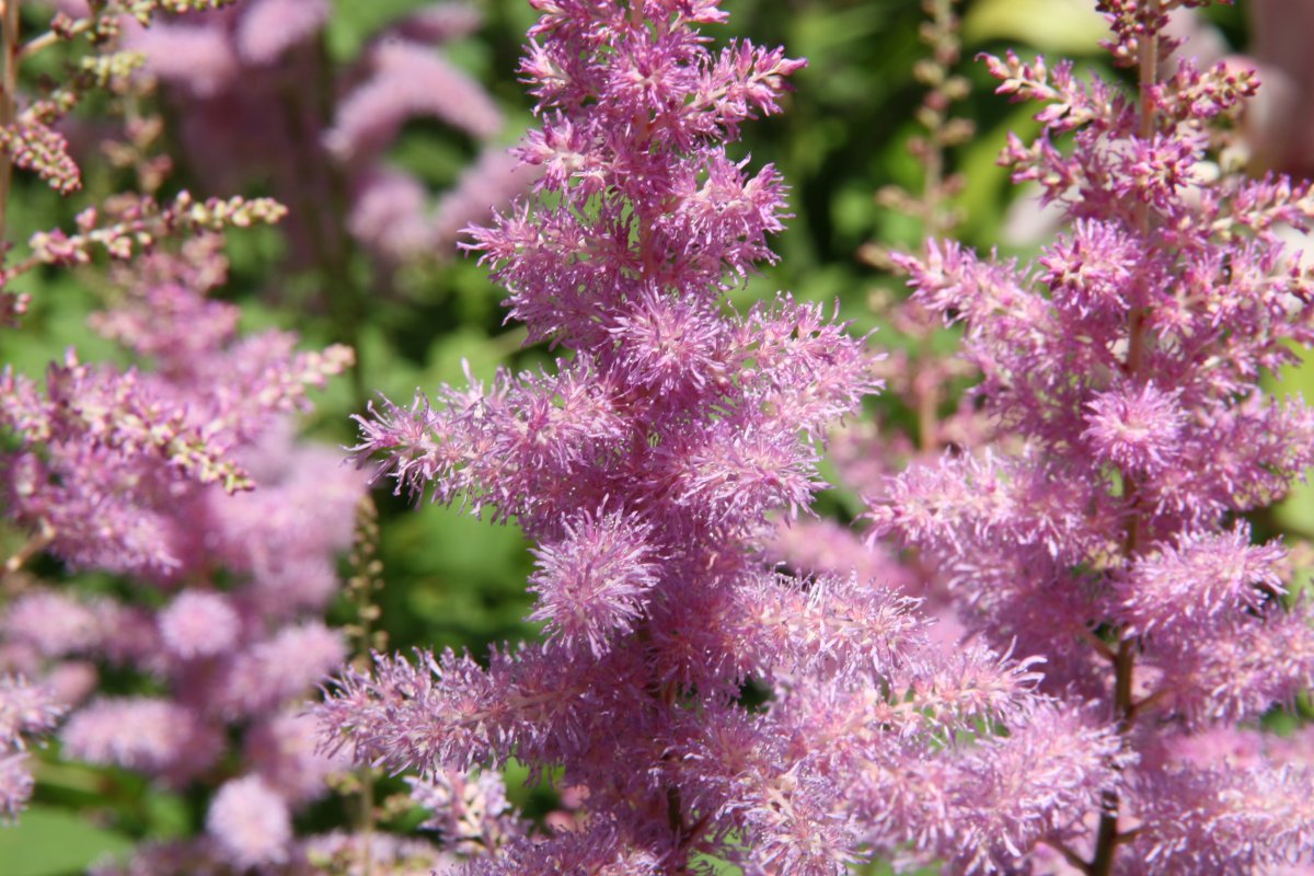 Астильба Арендса белая - фото 3