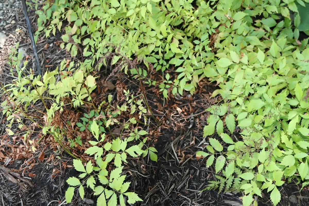 Астильба Арендса белая - фото 6