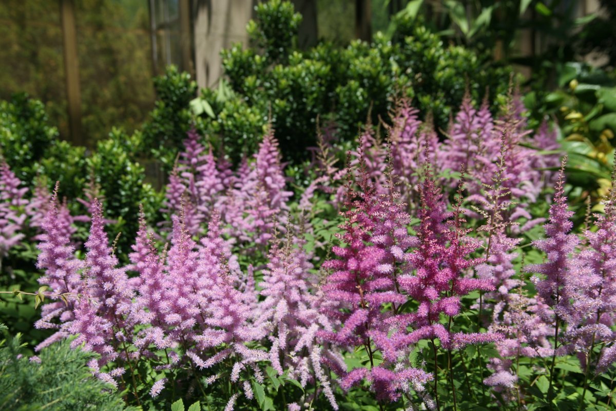 Астильба Арендса белая - фото 4