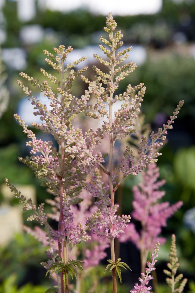 Астильба Арендса белая - фото 8