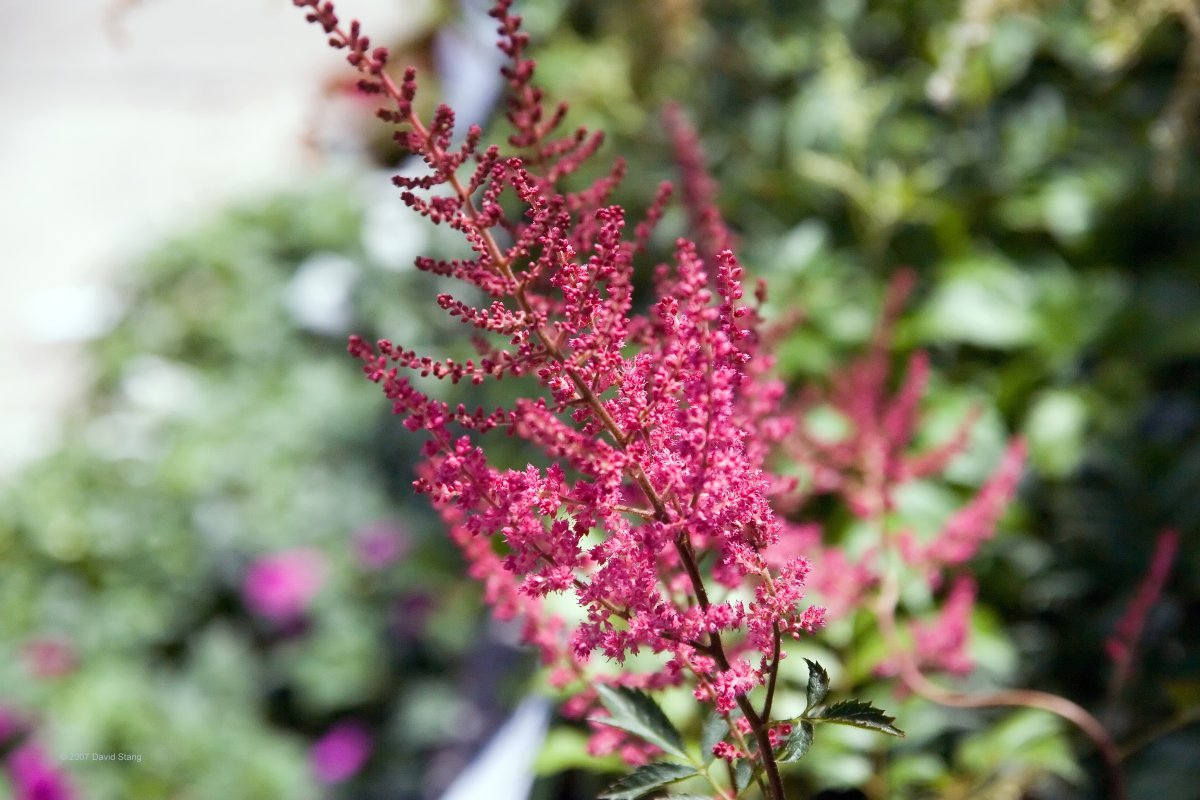 Астильба Арендса белая - фото 10