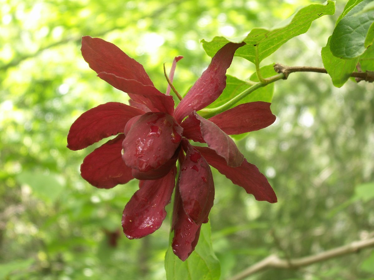 Каликант цветущий - фото 6