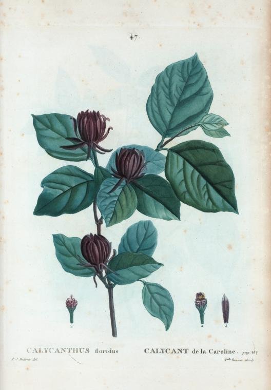 Каликант цветущий - фото 2