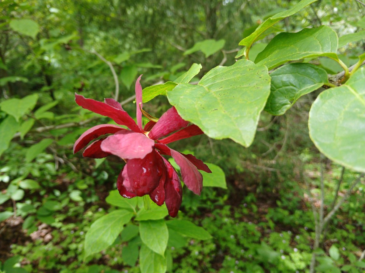 Каликант цветущий - фото 3