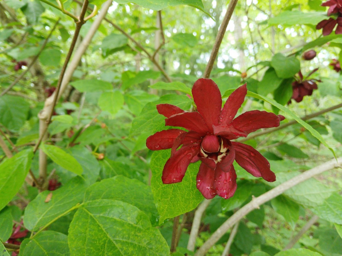 Каликант цветущий - фото 9