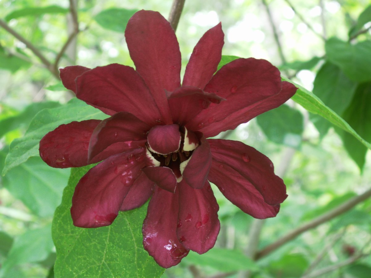 Каликант цветущий - фото 5