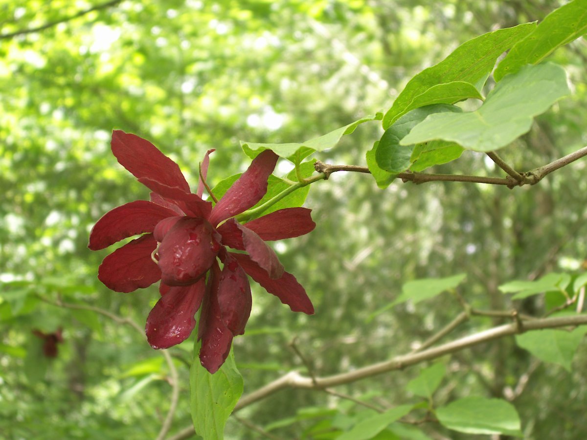 Каликант цветущий - фото 7