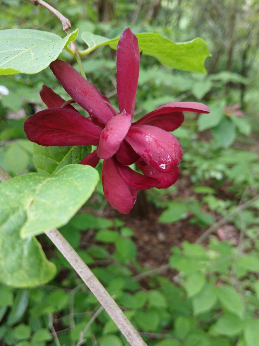 Каликант цветущий - фото 4