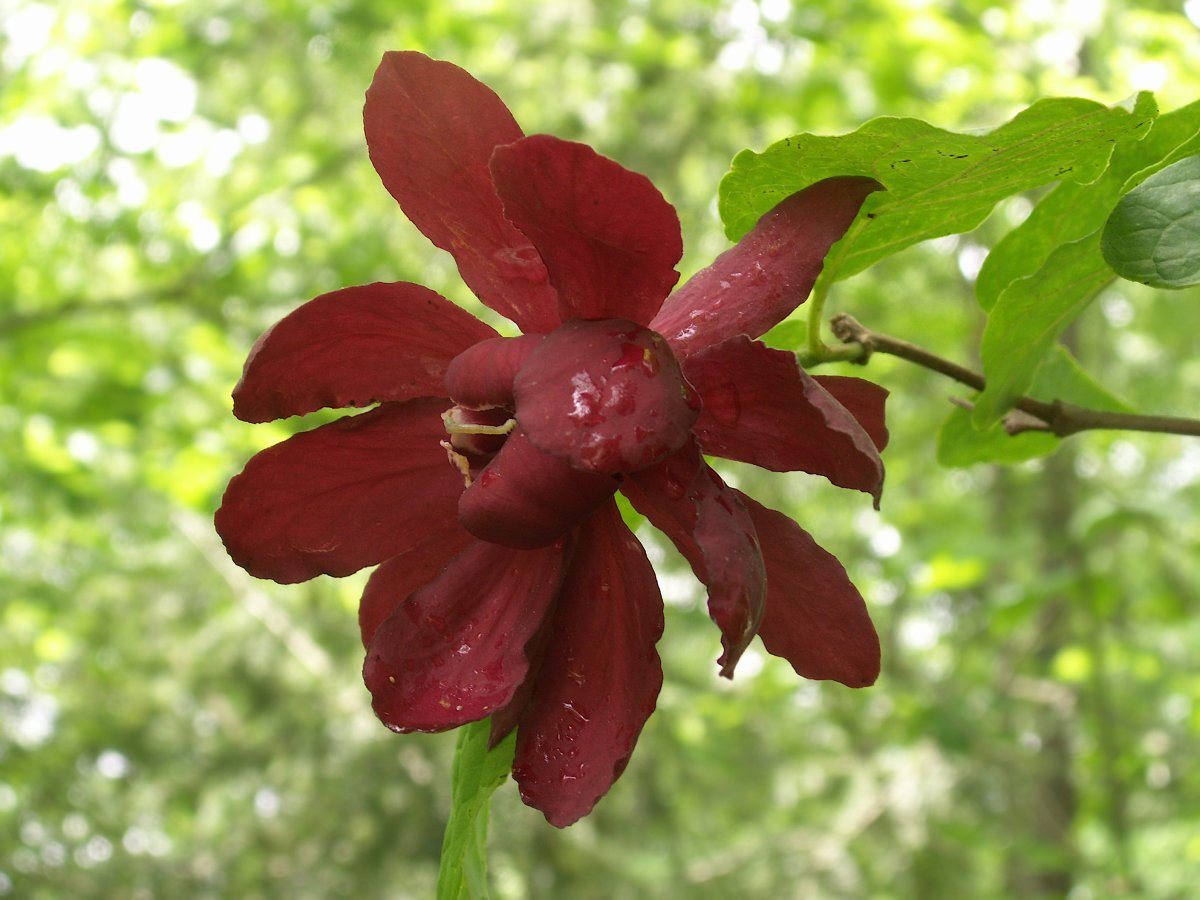 Каликант цветущий - фото 8