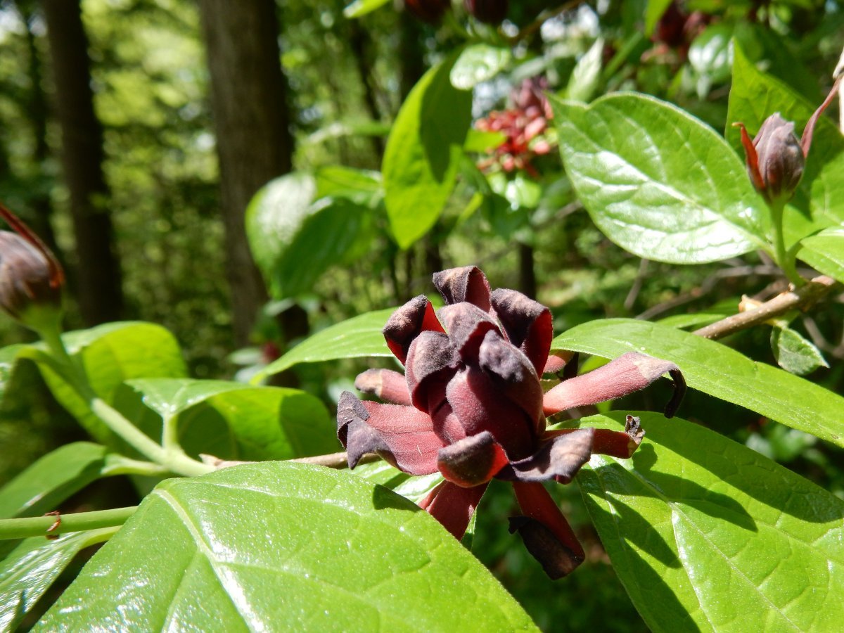 Каликант цветущий - фото 10