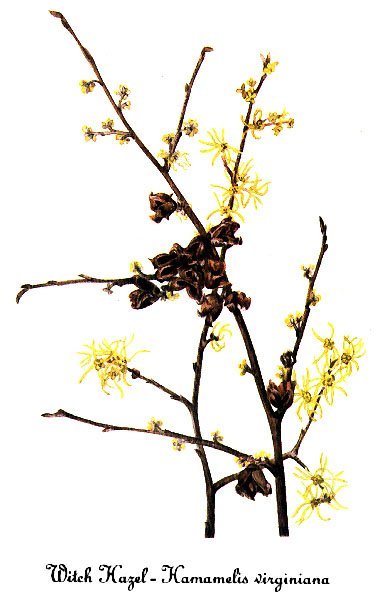 Гамамелис виргинский - фото 3