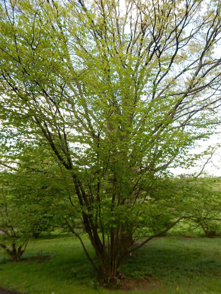 Гамамелис виргинский - фото 2