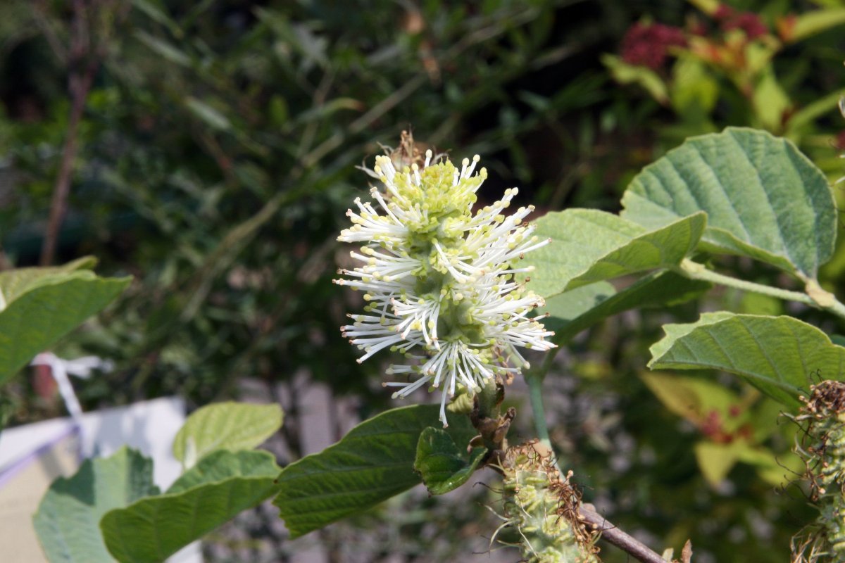 Фотергилла большая - фото 6