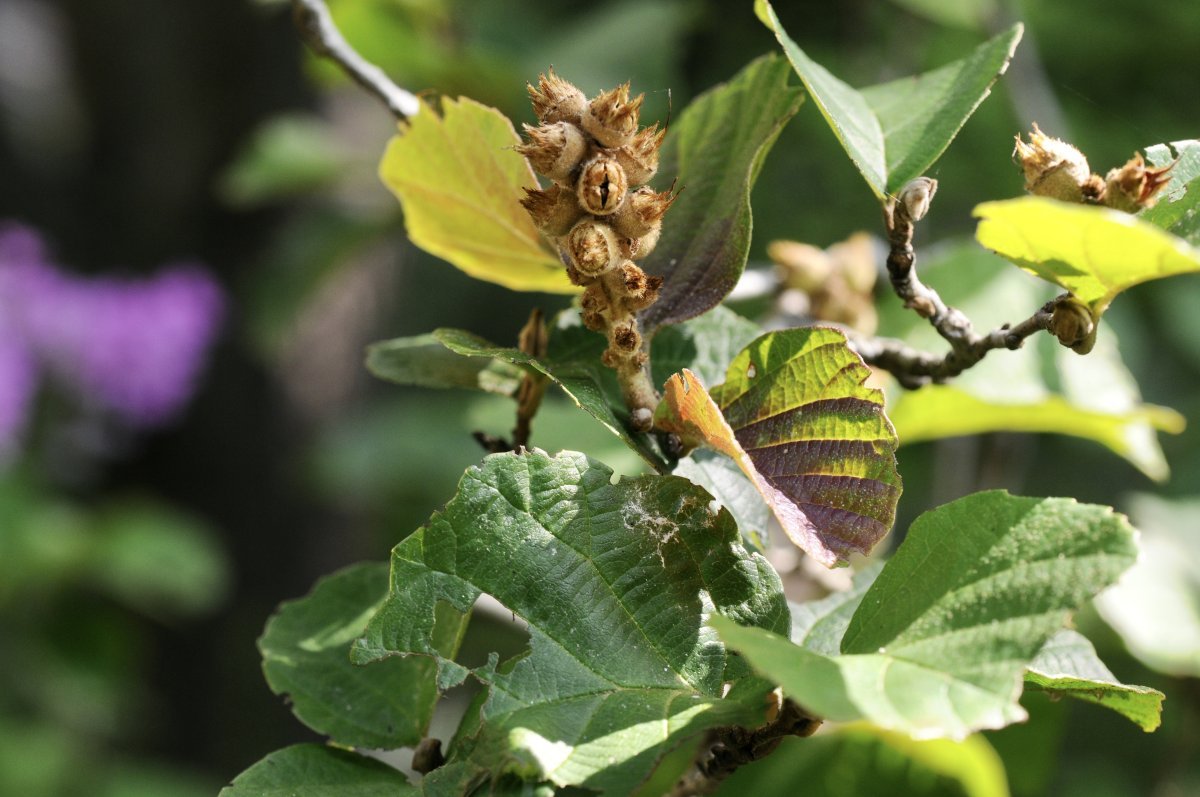 Фотергилла большая - фото 4