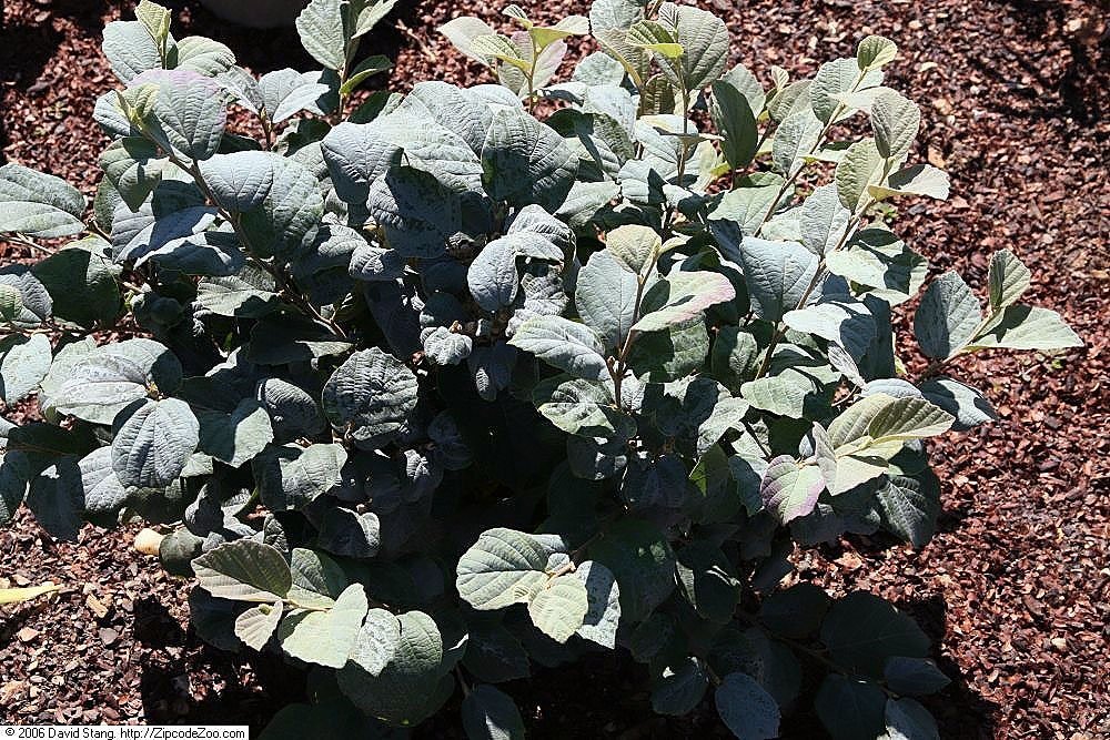 Фотергилла большая - фото 8