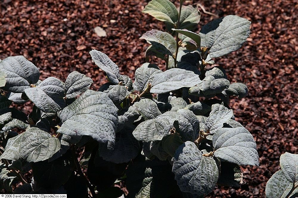 Фотергилла большая - фото 7