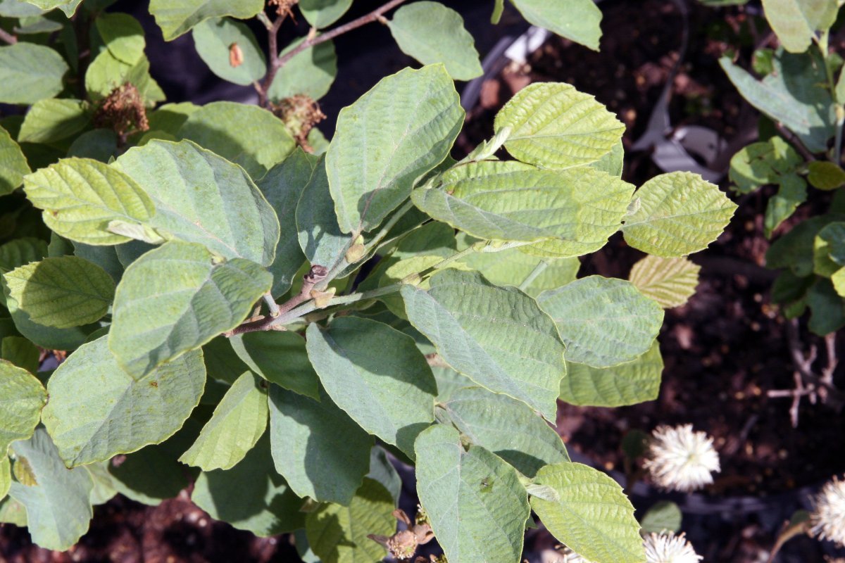 Фотергилла большая - фото 10