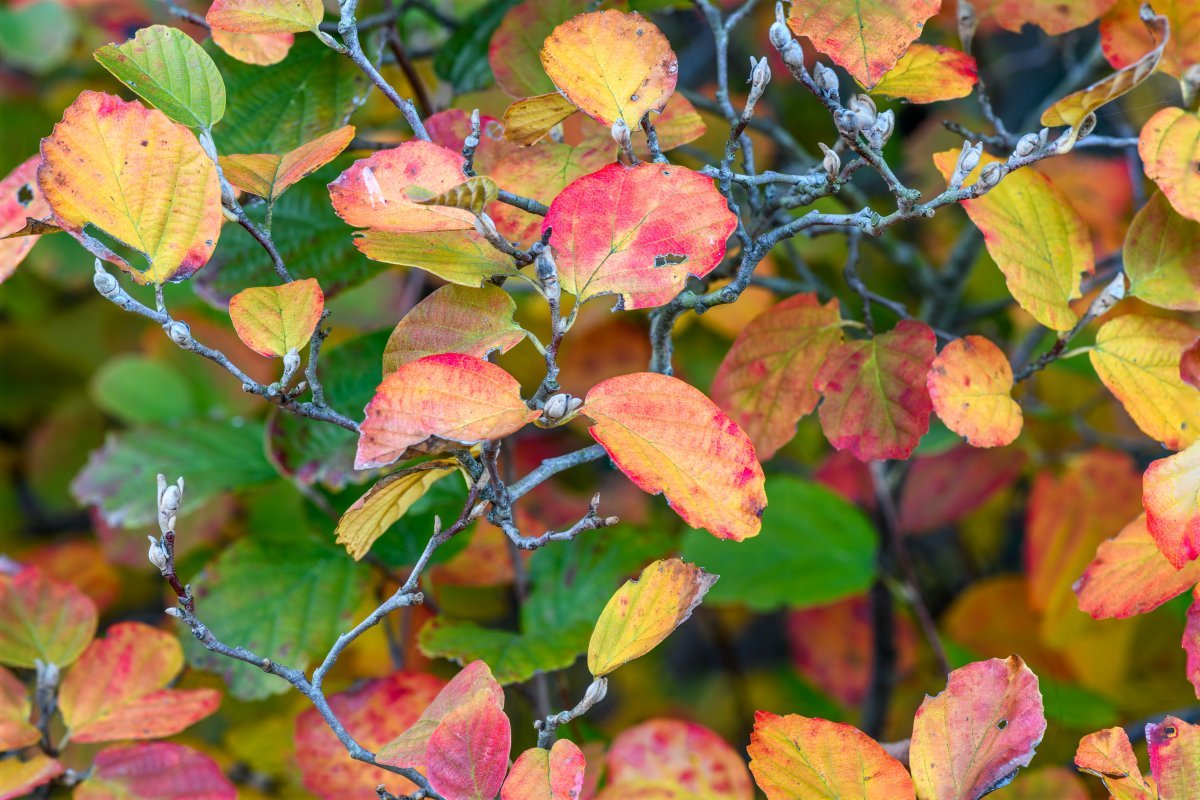 Фотергилла большая - фото 2