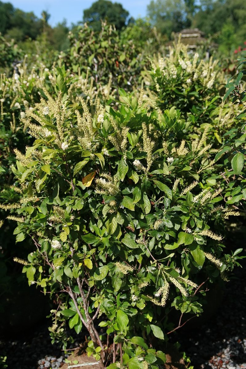 Клетра ольхолистная - фото 7