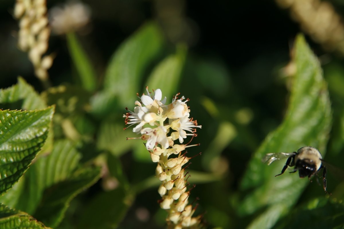 Клетра ольхолистная - фото 5