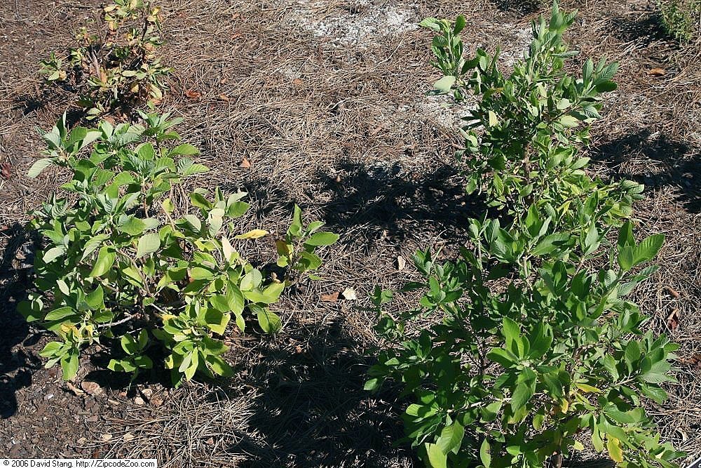 Клетра ольхолистная - фото 9