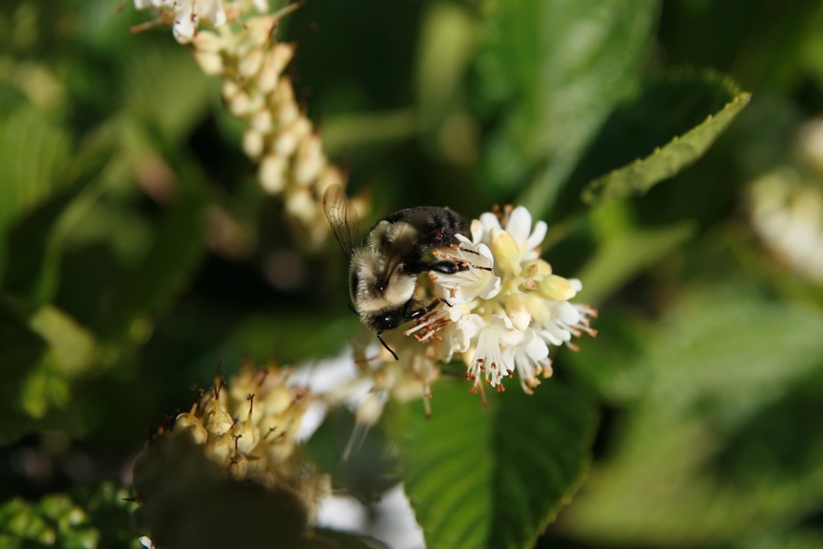 Клетра ольхолистная - фото 6