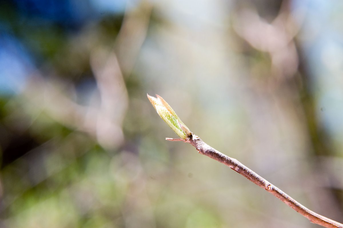 Клетра ольхолистная - фото 10