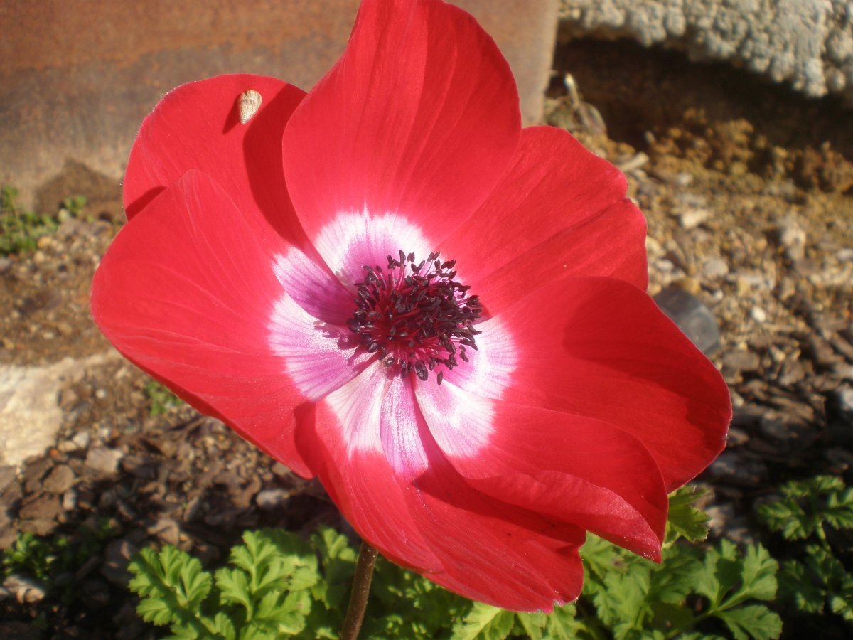 Анемона Голландия