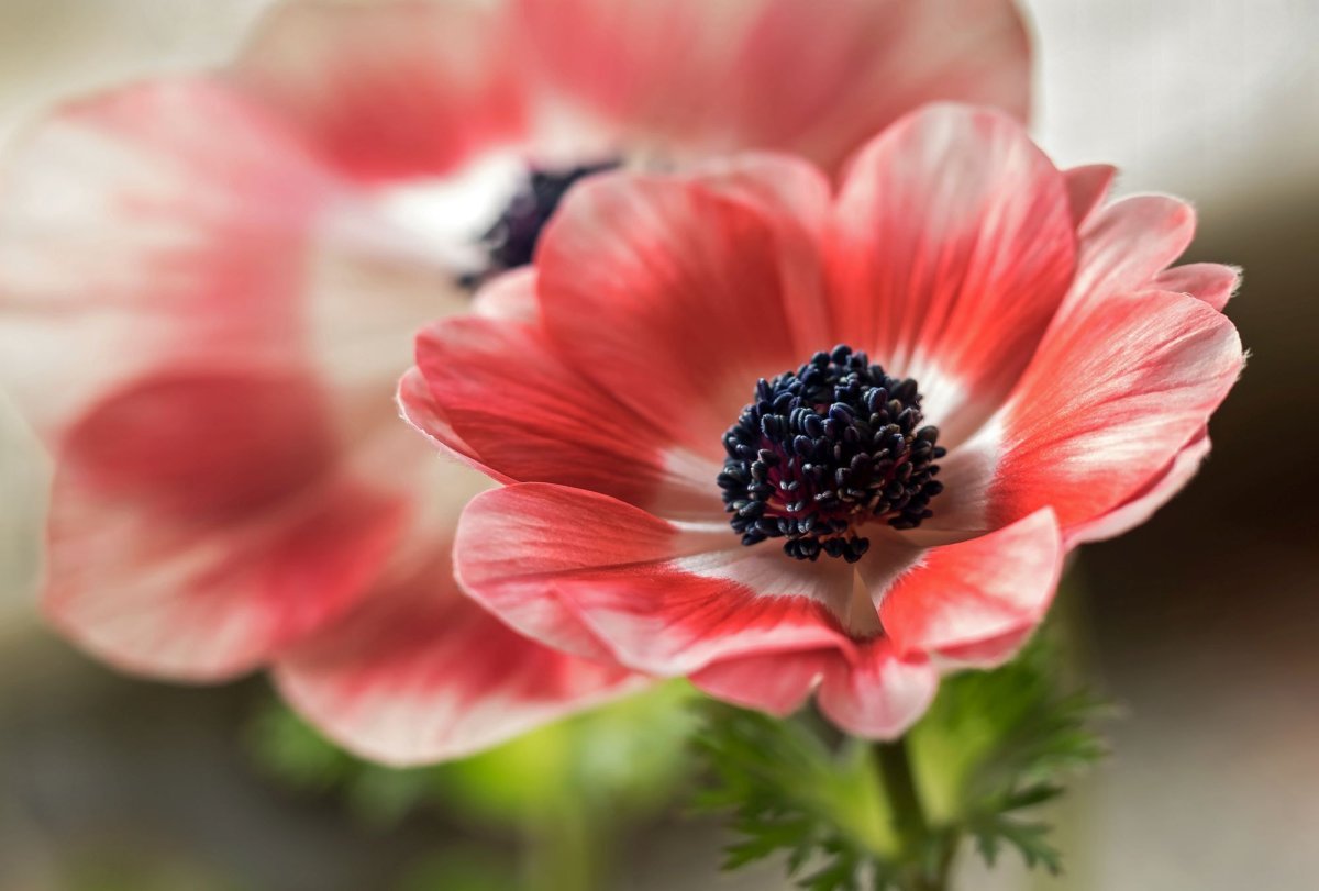 Анемона Голландия - фото 3