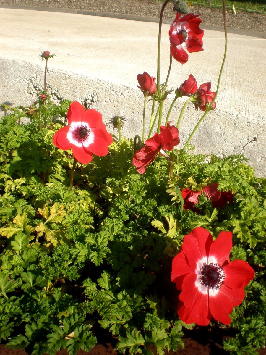 Анемона Голландия - фото 2