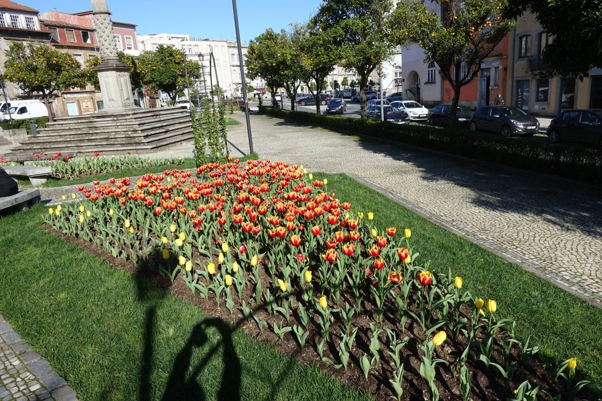 Тюльпан Ларго махровый ранний