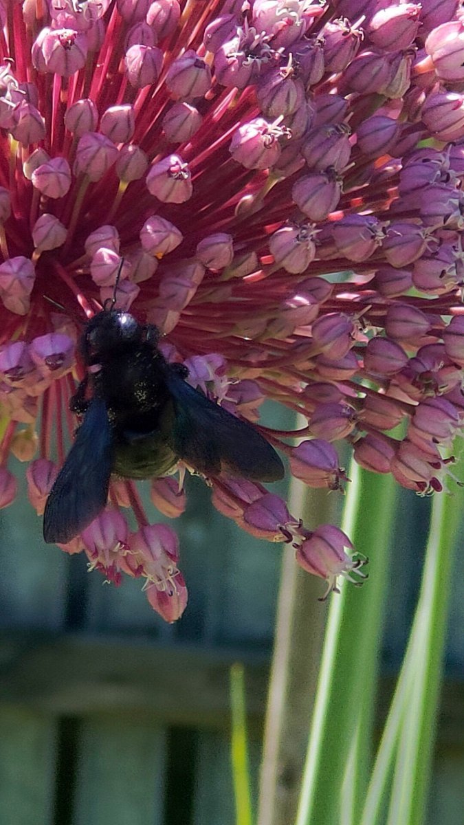 Лук декоративный Саммер Драммер