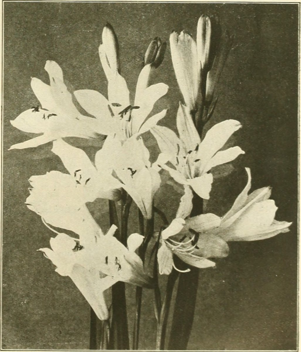 Анемона Де Каен смесь - фото 6