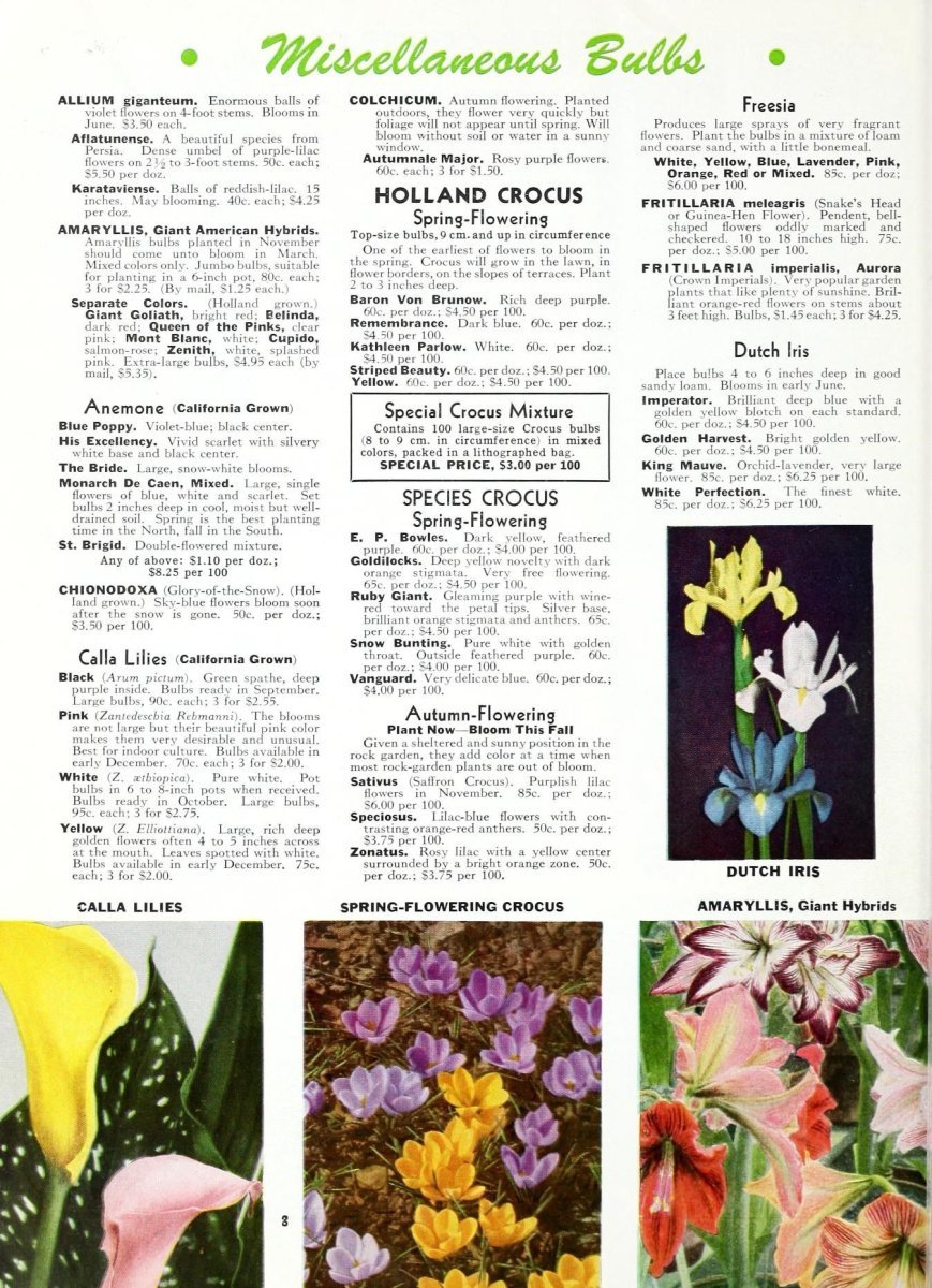 Анемона Де Каен смесь - фото 5