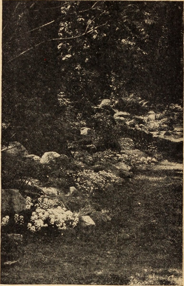 Анемона Де Каен смесь - фото 4