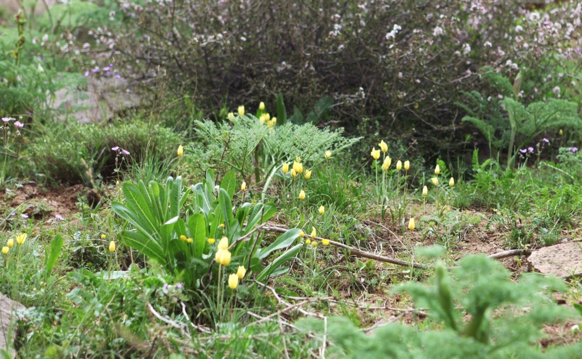 Тюльпан Еллоу Маунтин махровый поздний - фото 6