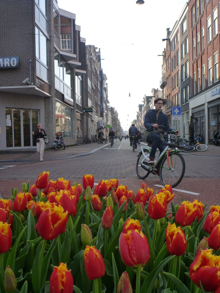 Тюльпан Еллоу Маунтин махровый поздний - фото 3